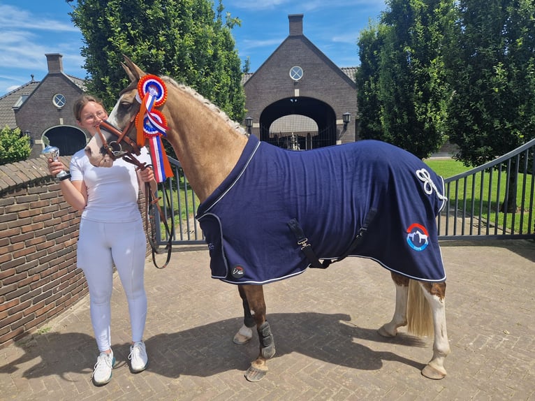 Deutsches Reitpony Stute 7 Jahre 145 cm Palomino in Nieuwkoop