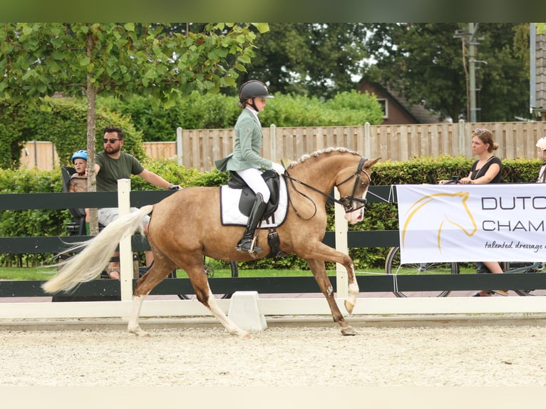 Deutsches Reitpony Stute 7 Jahre 145 cm Palomino in Nieuwkoop