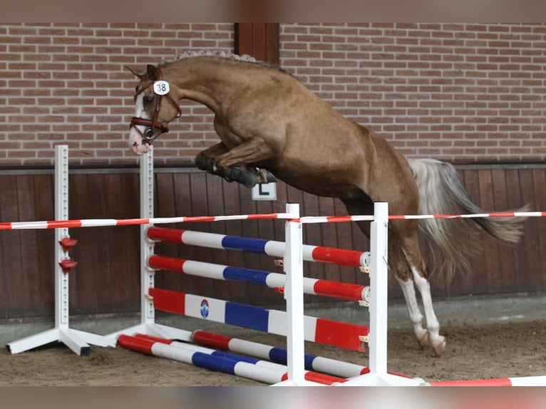 Deutsches Reitpony Stute 7 Jahre 145 cm Palomino in Nieuwkoop