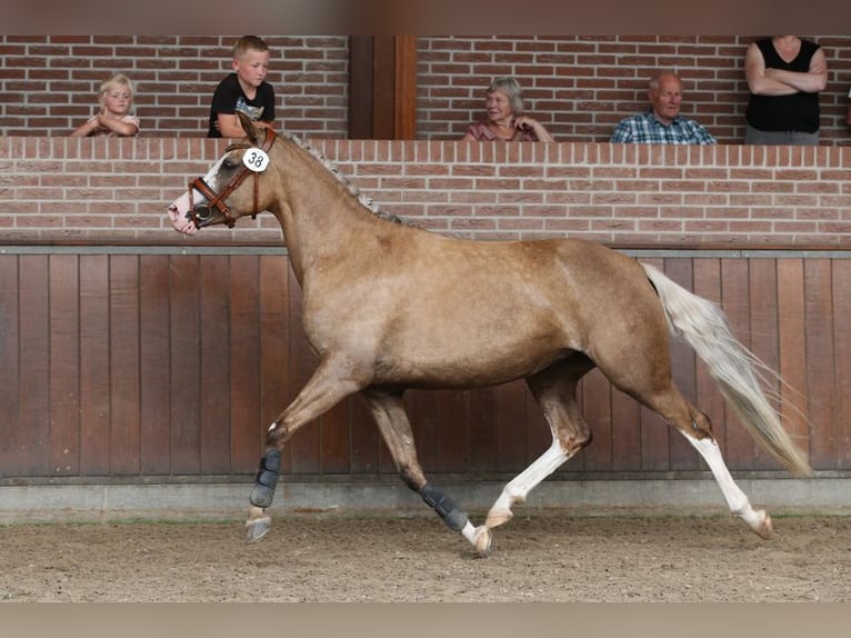 Deutsches Reitpony Stute 7 Jahre 145 cm Palomino in Nieuwkoop