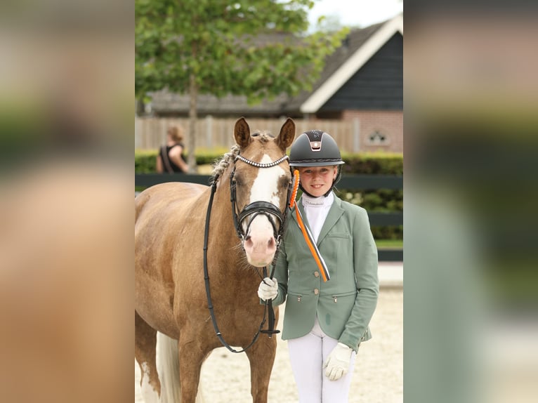 Deutsches Reitpony Stute 7 Jahre 145 cm Palomino in Nieuwkoop