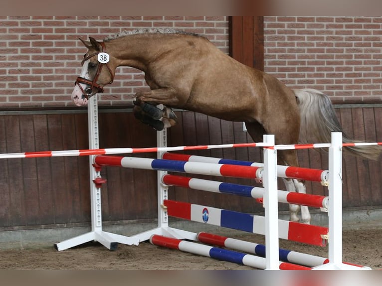 Deutsches Reitpony Stute 7 Jahre 145 cm Palomino in Nieuwkoop