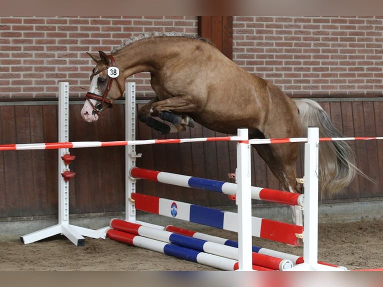 Deutsches Reitpony Stute 7 Jahre 145 cm Palomino in Nieuwkoop