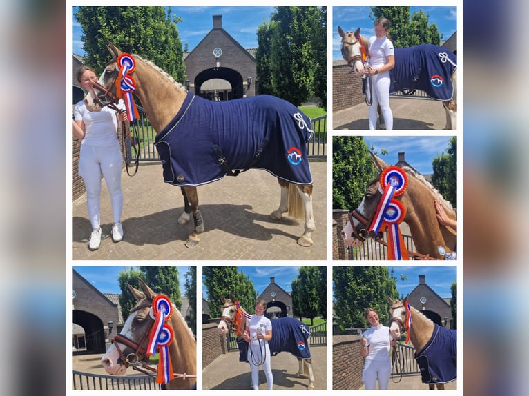 Deutsches Reitpony Stute 7 Jahre 145 cm Palomino in Nieuwkoop