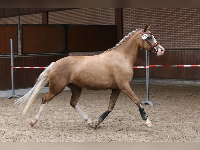 Deutsches Reitpony Stute 7 Jahre 145 cm Palomino in Nieuwkoop