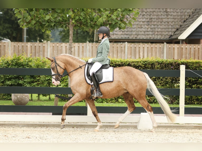 Deutsches Reitpony Stute 7 Jahre 145 cm Palomino in Nieuwkoop