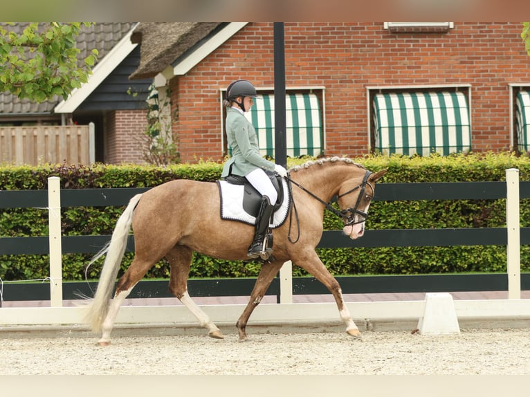 Deutsches Reitpony Stute 7 Jahre 145 cm Palomino in Nieuwkoop