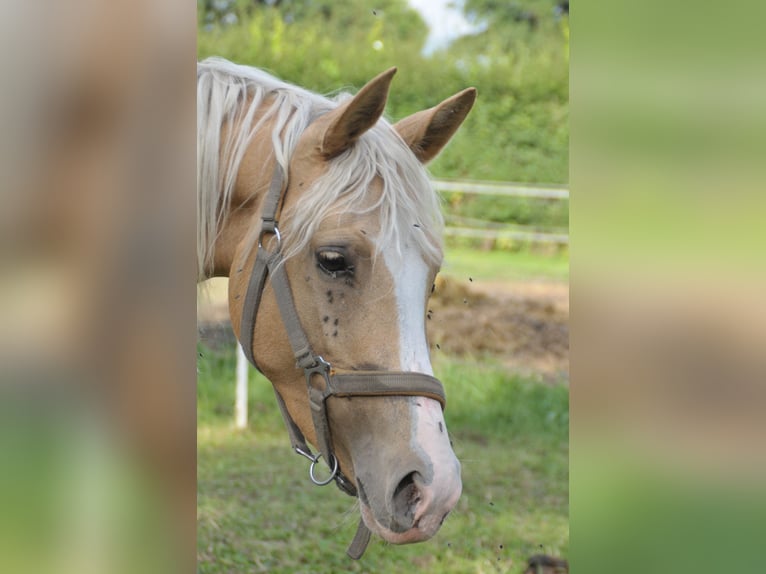 Deutsches Reitpony Stute 7 Jahre 145 cm Palomino in Soest