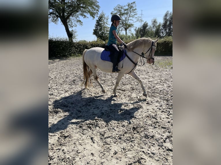 Deutsches Reitpony Mix Stute 7 Jahre 145 cm Perlino in Peizegem