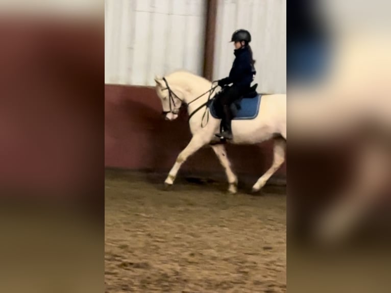 Deutsches Reitpony Mix Stute 7 Jahre 145 cm Perlino in Peizegem