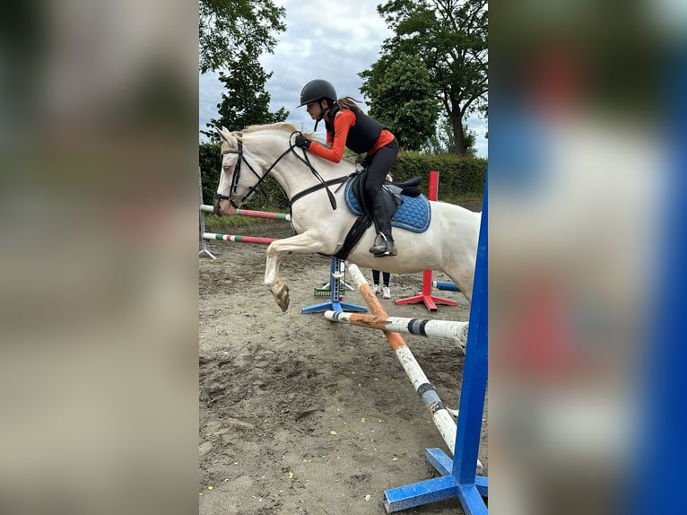 Deutsches Reitpony Mix Stute 7 Jahre 145 cm Perlino in Peizegem