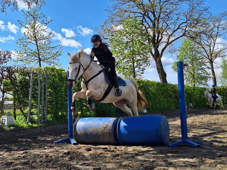 Deutsches Reitpony Mix Stute 7 Jahre 145 cm Perlino in Peizegem