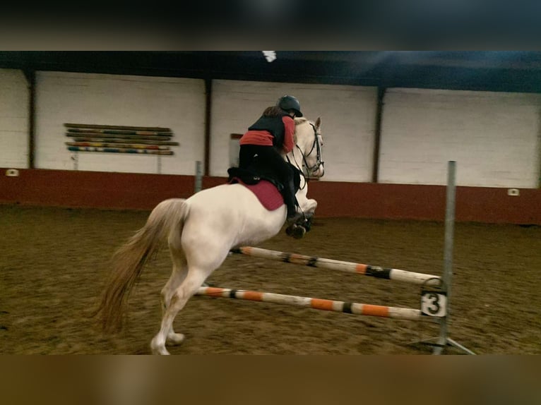 Deutsches Reitpony Mix Stute 7 Jahre 145 cm Perlino in Peizegem