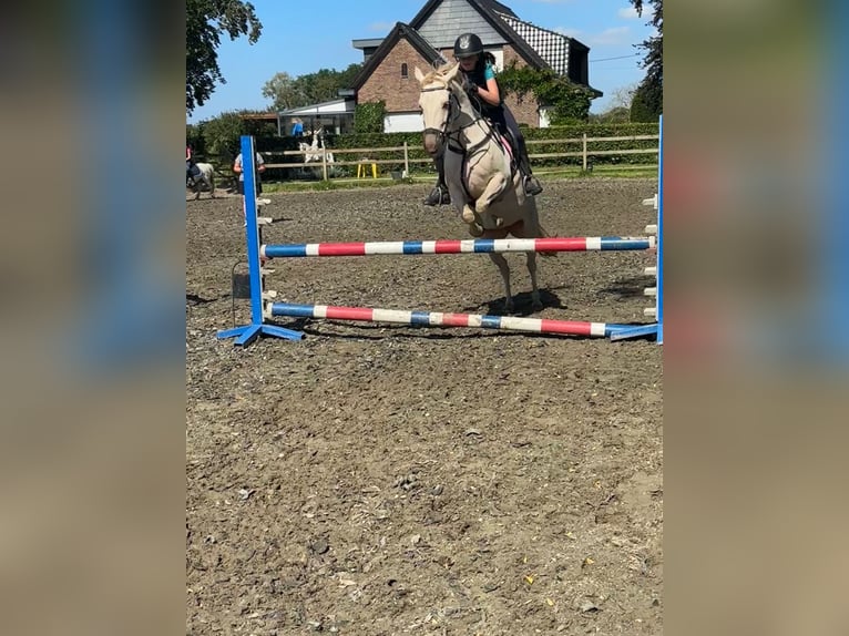 Deutsches Reitpony Mix Stute 7 Jahre 145 cm Perlino in Peizegem