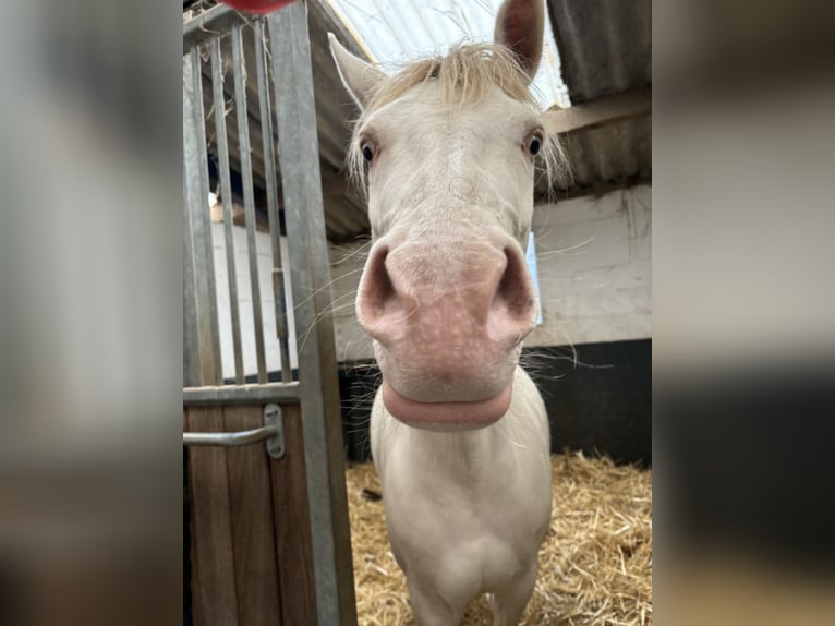 Deutsches Reitpony Mix Stute 7 Jahre 145 cm Perlino in Peizegem