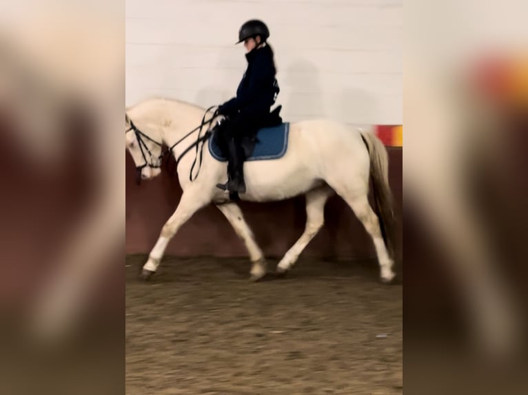 Deutsches Reitpony Mix Stute 7 Jahre 145 cm Perlino in Peizegem