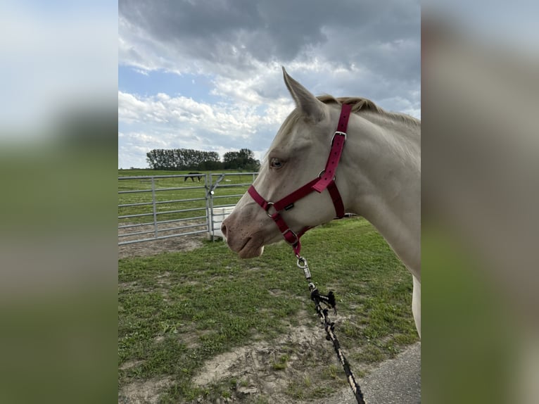 Deutsches Reitpony Mix Stute 7 Jahre 145 cm Perlino in Peizegem