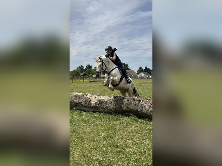 Deutsches Reitpony Mix Stute 7 Jahre 145 cm Perlino in Peizegem