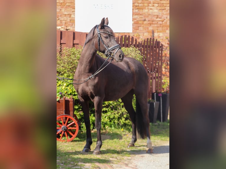 Deutsches Reitpony Stute 7 Jahre 145 cm Rappe in Wolfsburg