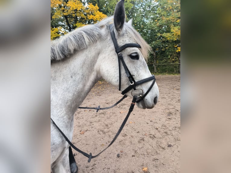 Deutsches Reitpony Stute 7 Jahre 145 cm Schimmel in Kleingartach