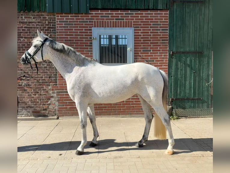 Deutsches Reitpony Stute 7 Jahre 145 cm Schimmel in Heidgraben