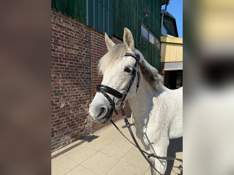 Deutsches Reitpony Stute 7 Jahre 145 cm Schimmel in Heidgraben