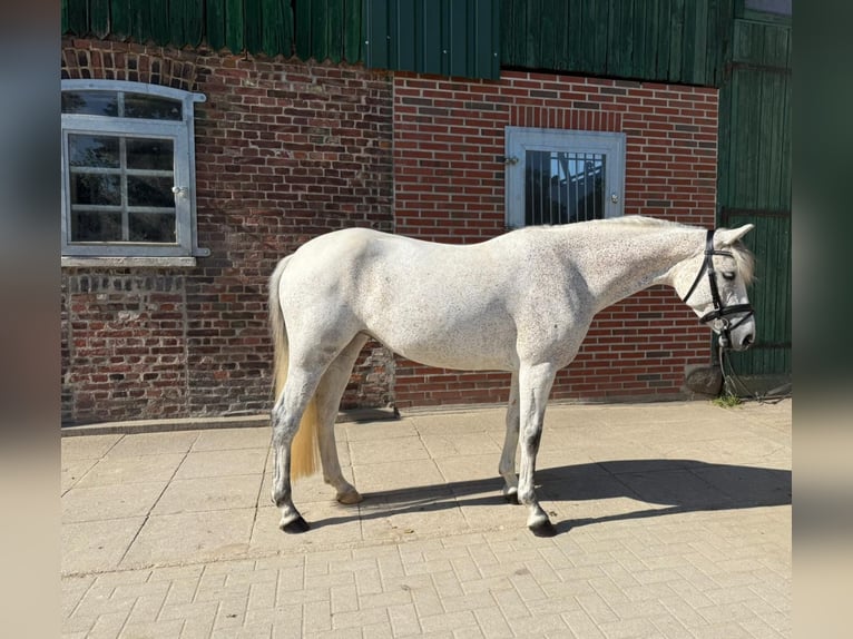 Deutsches Reitpony Stute 7 Jahre 145 cm Schimmel in Heidgraben