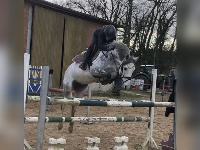 Deutsches Reitpony Stute 7 Jahre 146 cm Apfelschimmel in Kalletal