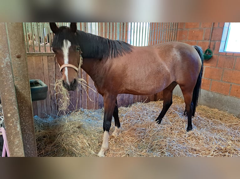 Deutsches Reitpony Stute 7 Jahre 146 cm Brauner in Schenksolz