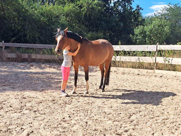 Deutsches Reitpony Stute 7 Jahre 146 cm Brauner in Schenksolz