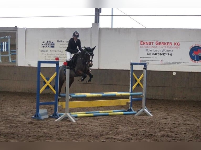 Deutsches Reitpony Stute 7 Jahre 146 cm Brauner in Schenksolz