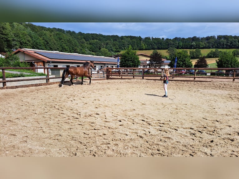 Deutsches Reitpony Stute 7 Jahre 146 cm Brauner in Schenksolz