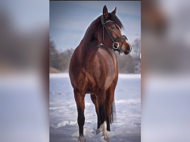 Deutsches Reitpony Stute 7 Jahre 146 cm Brauner in Schenksolz