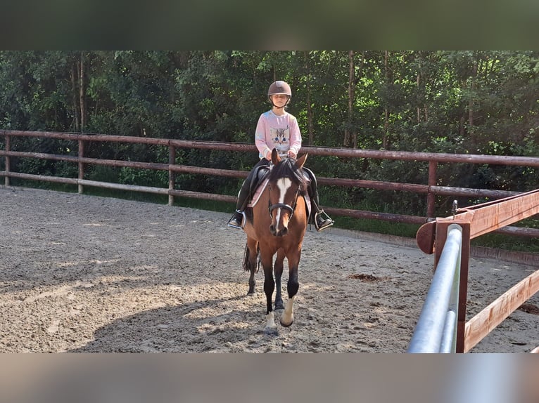 Deutsches Reitpony Stute 7 Jahre 146 cm Brauner in Schenksolz