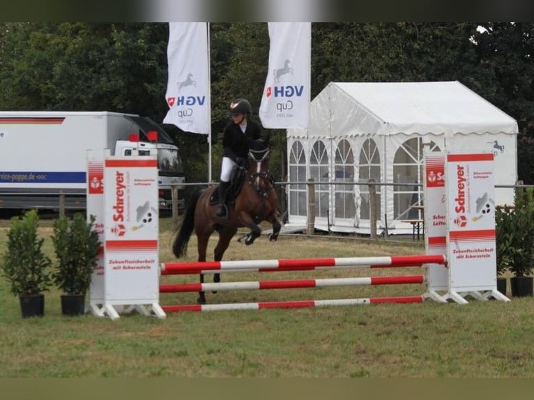 Deutsches Reitpony Stute 7 Jahre 146 cm Brauner in Schenksolz