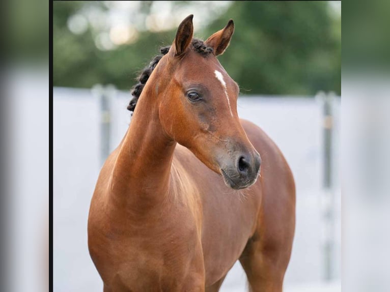 Deutsches Reitpony Stute 7 Jahre 146 cm Brauner in Gescher