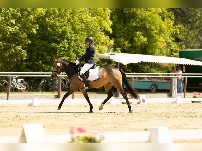 Deutsches Reitpony Stute 7 Jahre 146 cm Buckskin in Winnenden