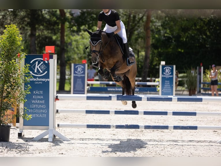 Deutsches Reitpony Stute 7 Jahre 146 cm Buckskin in Winnenden