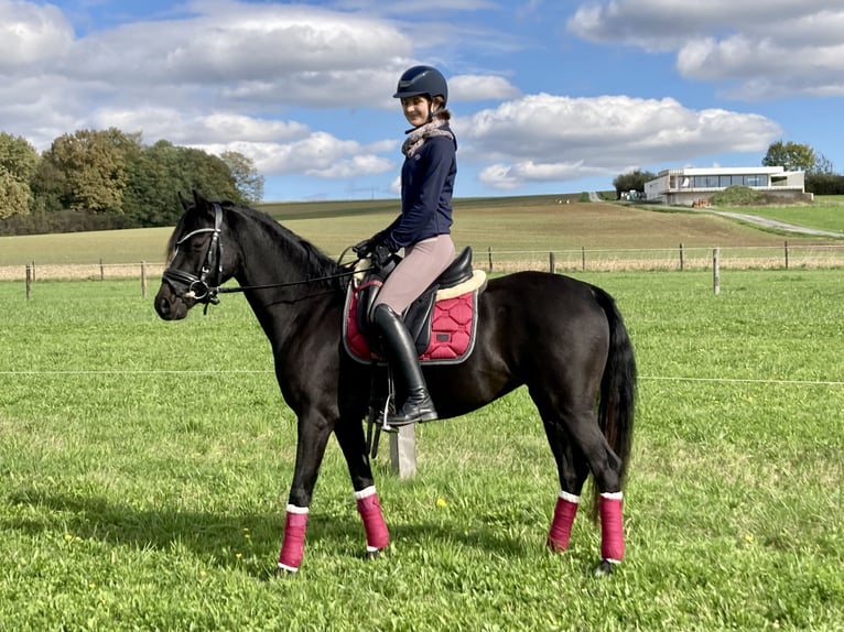Deutsches Reitpony Stute 7 Jahre 146 cm Dunkelbrauner in St. Margarethen an der Raab