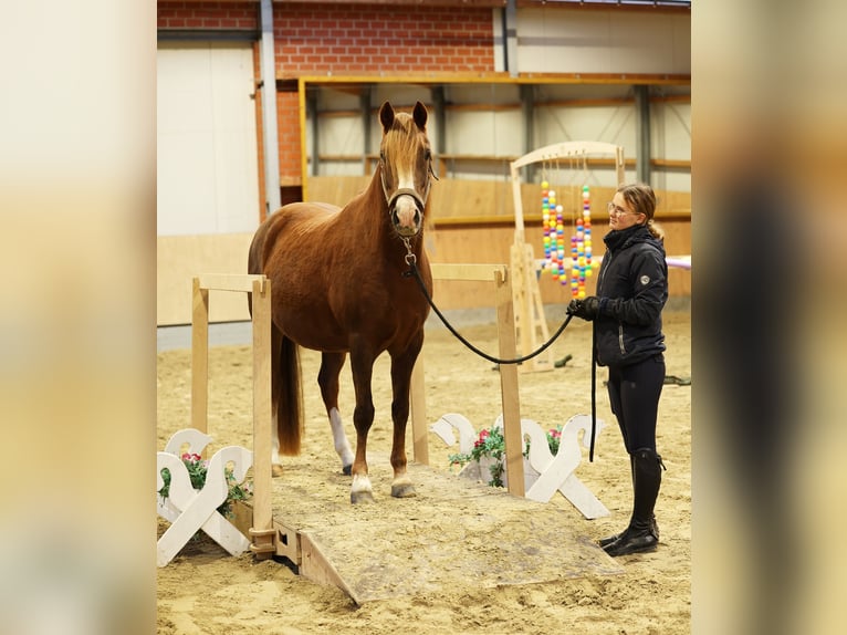 Deutsches Reitpony Stute 7 Jahre 146 cm Dunkelfuchs in Stuhr