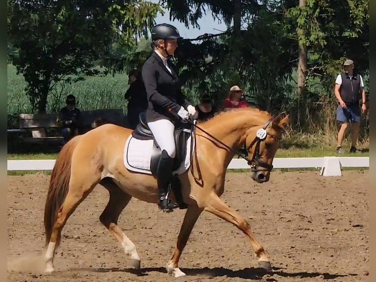 Deutsches Reitpony Stute 7 Jahre 146 cm Falbe in Benitz