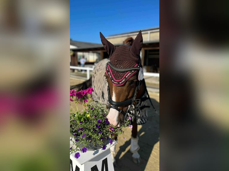Deutsches Reitpony Stute 7 Jahre 146 cm Fuchs in Bad Zwesten