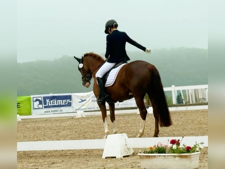 Deutsches Reitpony Stute 7 Jahre 146 cm Fuchs in Bad Zwesten