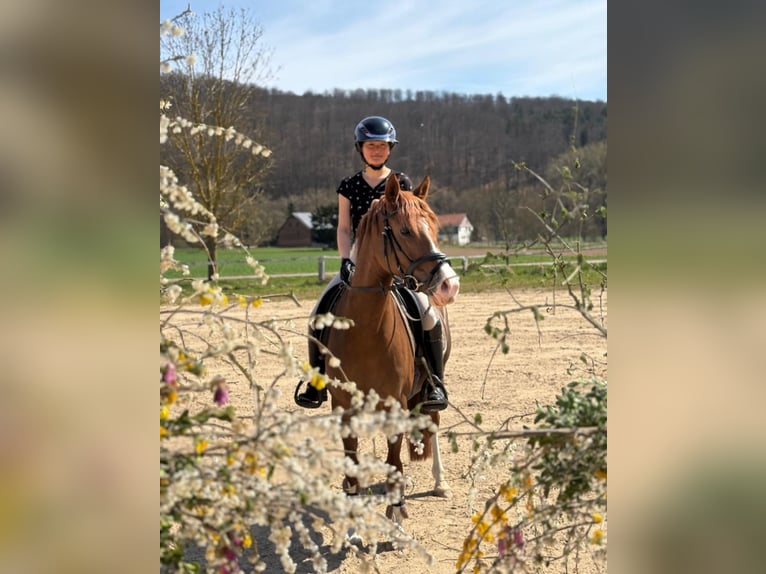 Deutsches Reitpony Stute 7 Jahre 146 cm Fuchs in Bad Zwesten
