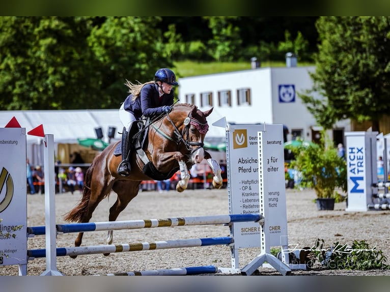 Deutsches Reitpony Stute 7 Jahre 146 cm Fuchs in Bad Zwesten