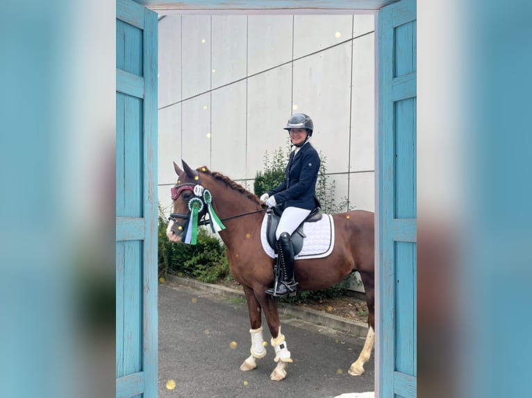 Deutsches Reitpony Stute 7 Jahre 146 cm Fuchs in Bad Zwesten