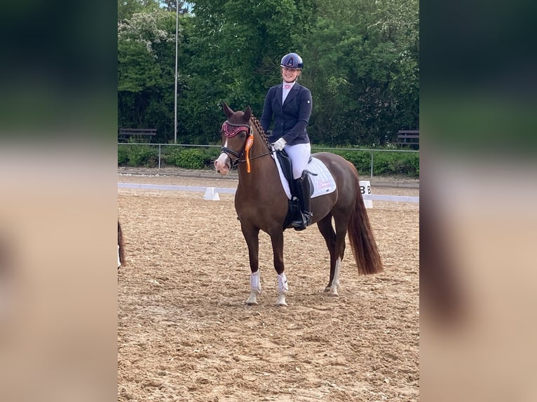 Deutsches Reitpony Stute 7 Jahre 146 cm Fuchs in Bad Zwesten