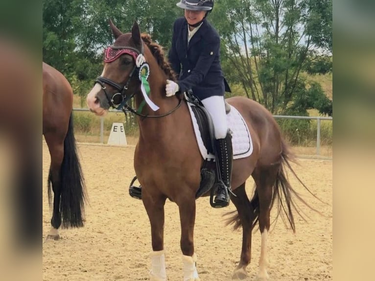 Deutsches Reitpony Stute 7 Jahre 146 cm Fuchs in Bad Zwesten