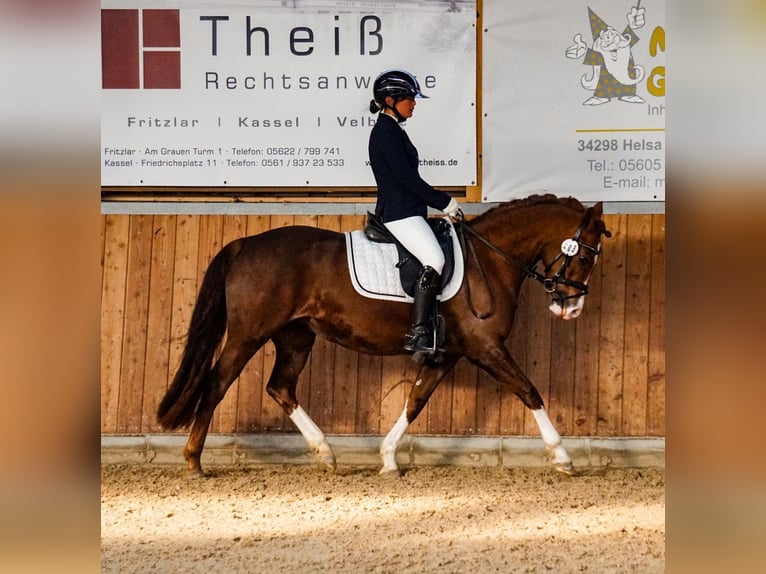 Deutsches Reitpony Stute 7 Jahre 146 cm Fuchs in Bad Zwesten