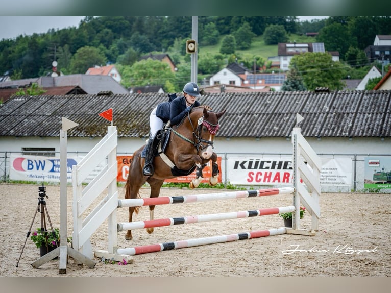 Deutsches Reitpony Stute 7 Jahre 146 cm Fuchs in Bad Zwesten